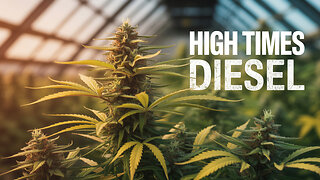 Diesel Dream HIGH TIMES @ JK Distro