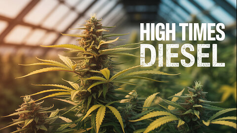 Diesel Dream HIGH TIMES @ JK Distro