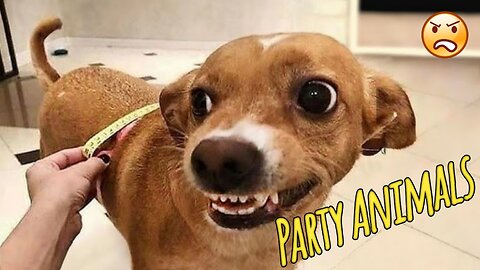 FUNNIEST Dogs are a must watch! Funniest ANIMAL Videos 2025 | Party Animals