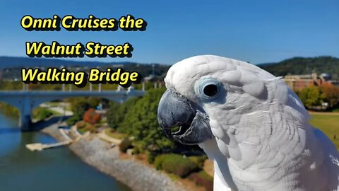 A Day of Fun With Onni Cockatoo On The Chattanooga Walking Bridge!