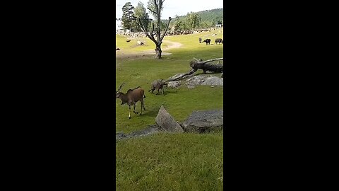 baby elephant play with duck