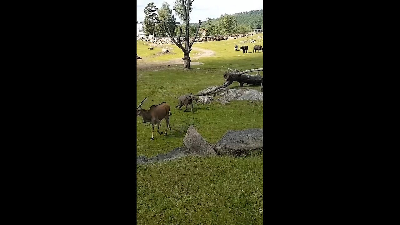 baby elephant play with duck