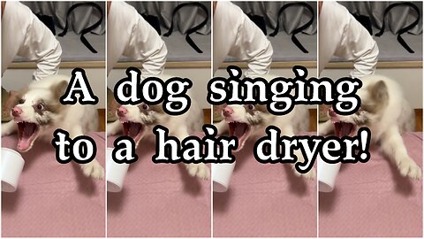 A dog singing to a hair dryer!