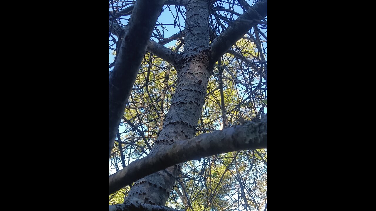 Basque'ing Tel Aviv Biden rest