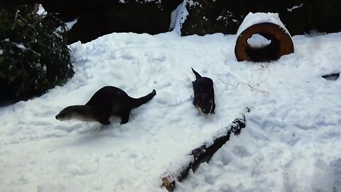 River Otters