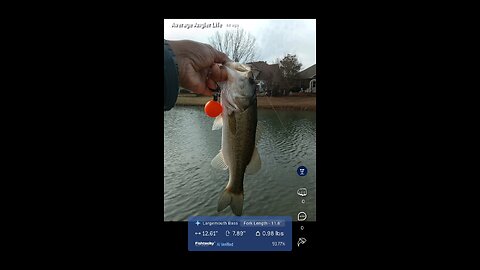 How BIG was it? #fishing #livestream #highlights #proofball