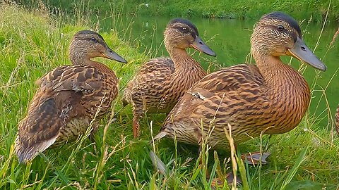 Little More of the 4 Mallard Duck Ducklings During Summer