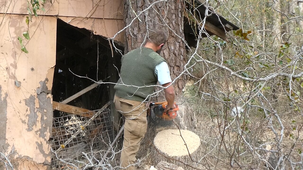 The Big Pine Tree is no more