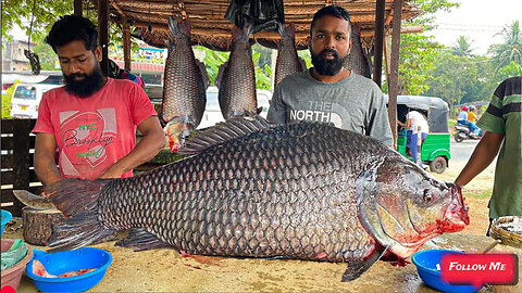 Never seen live 50kg big calta fish 🐠