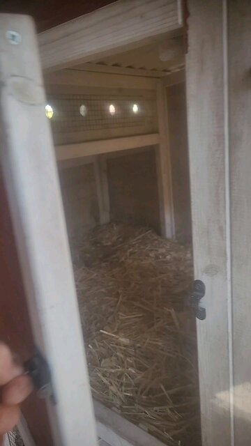 🐔 Chickens 101 Lesson #10: False Egg Lay