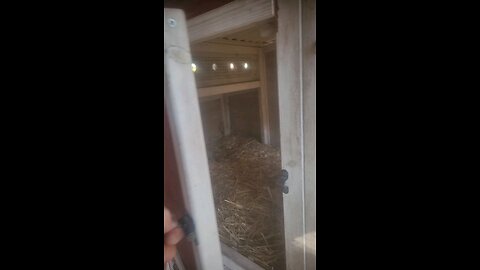 🐔 Chickens 101 Lesson #10: False Egg Lay