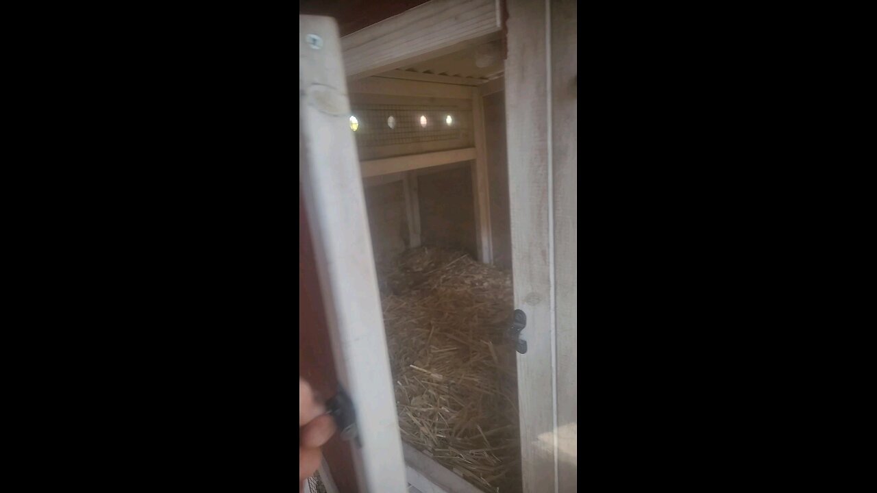 🐔 Chickens 101 Lesson #10: False Egg Lay