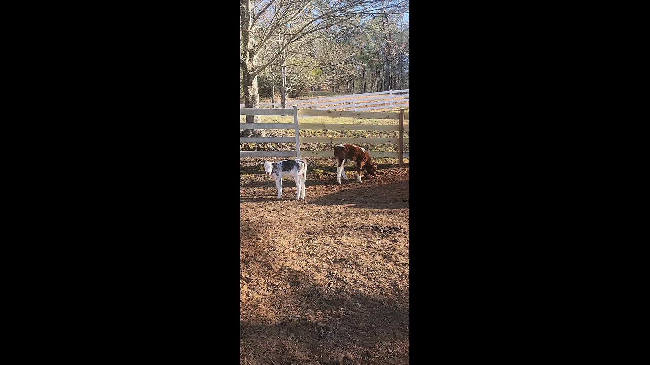 Baby heifer calf and bull calf.