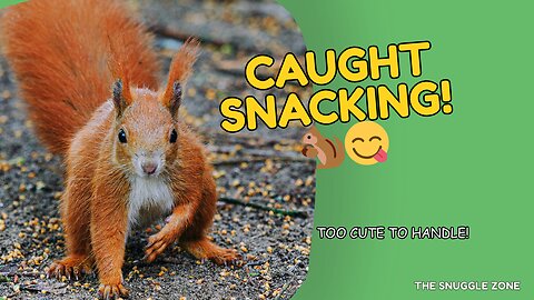 CUTEST SNACK BREAK 🐿️🥜 | Red Squirrel Caught Munching Up Close!