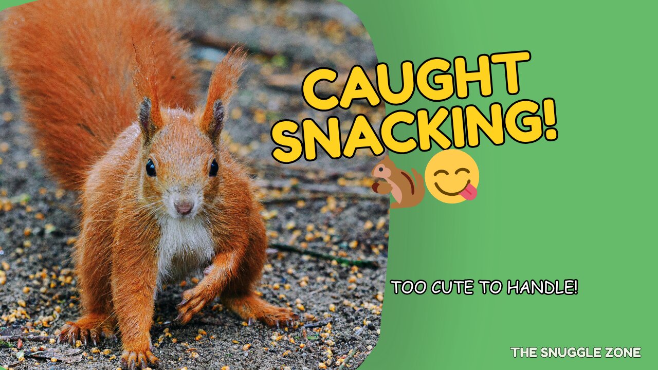 CUTEST SNACK BREAK 🐿️🥜 | Red Squirrel Caught Munching Up Close!