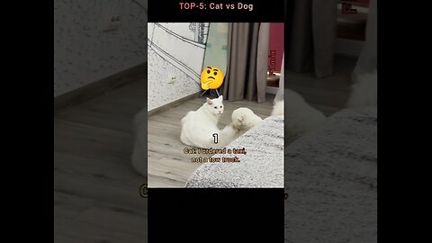 Cat VS Dog: Top 5 Moments