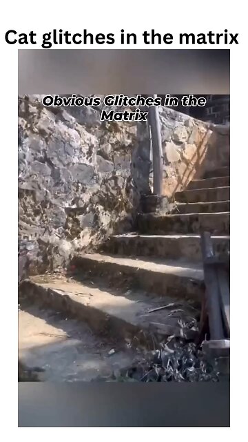 Is this the Matrix, or are these cats just messing with reality? 🐾👀 Watch closely... glitches