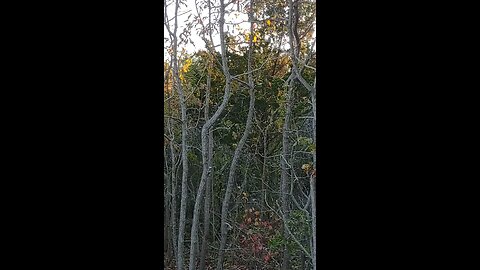 Nature 🍄‍🟫 🍃 🌲 trail at Barnegat Light, New Jersey.