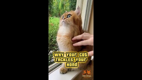 Cat Playtime Bites? Here’s What It Really Means