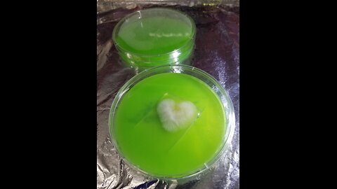 Mycology Mondays #90 Step #2 Cleaning up Bacterial Contam ☢️ Using the Trapped Door 🚪 Method