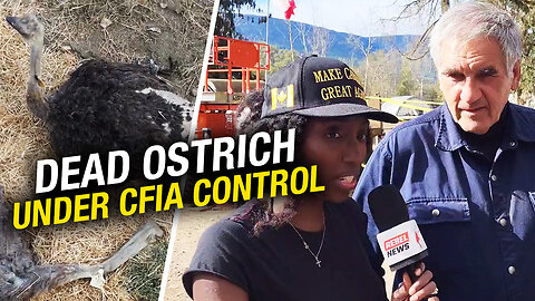 Outrage at ostrich farm as hen ‘Spirit’ dies under CFIA care 