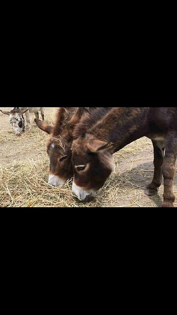 Time For A Palate Cleanse! Watch How Adorable Donkey Asks For Hugs From His Human