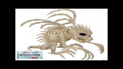 Gargoyle Skeleton 10 Inch Prop Review