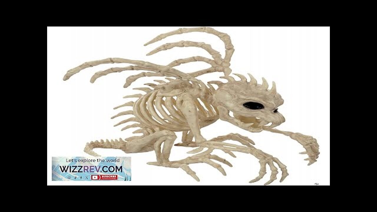 Gargoyle Skeleton 10 Inch Prop Review