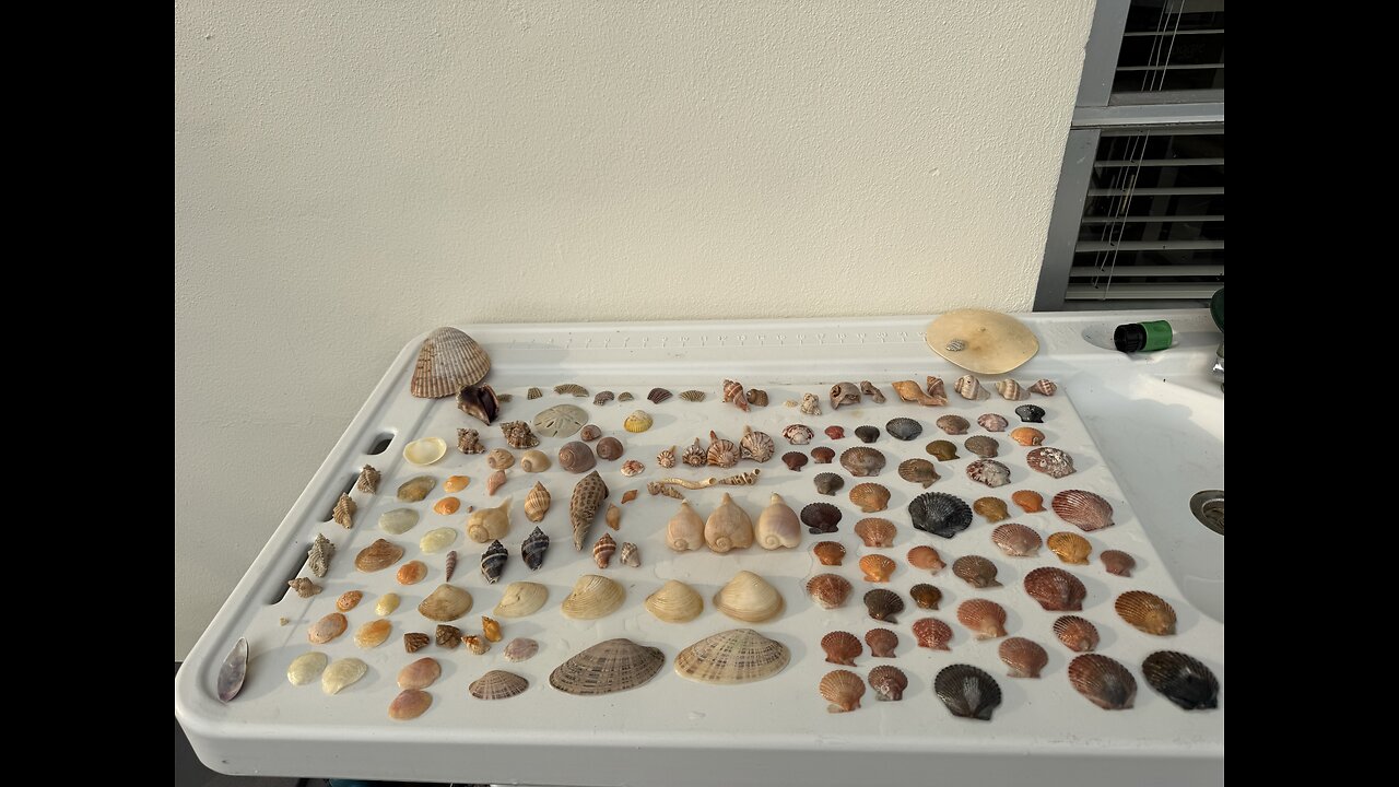 Beach Finds 1/12/2026 | 4K