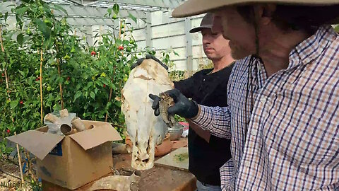 Nutrient Farm #55 - Creating Biodynamic Preparations #500 Horn Manure, #504 Stinging Nettle & #505 Oak Bark
