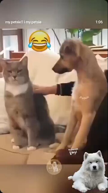 Love All Life Always #291 - LOL!Dogs Mirroring Their Owners Is Hugely Entertaining 🤣🤣