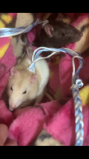 Pouch Time Part 3: Sniffing Session in the Pouch