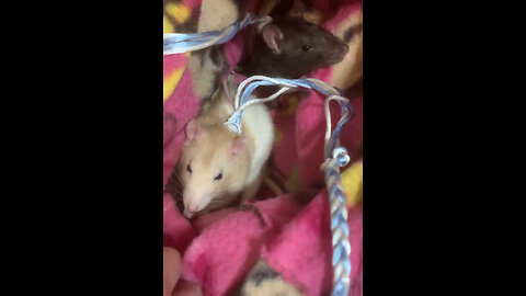 Pouch Time Part 3: Sniffing Session in the Pouch