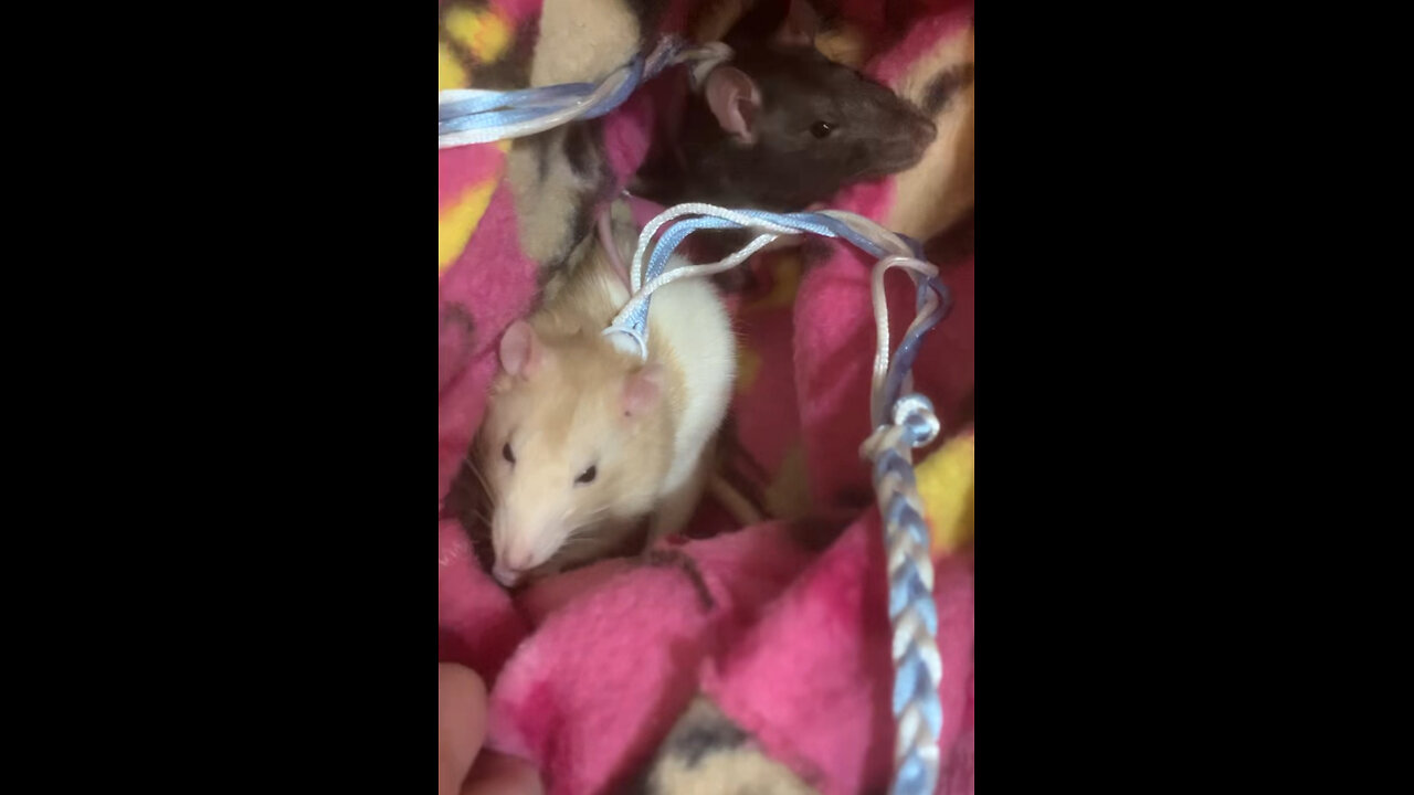 Pouch Time Part 3: Sniffing Session in the Pouch