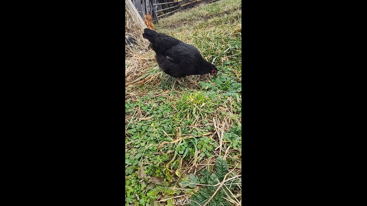 She wasn't as interested in the weeds like I thought she'd be 🙃