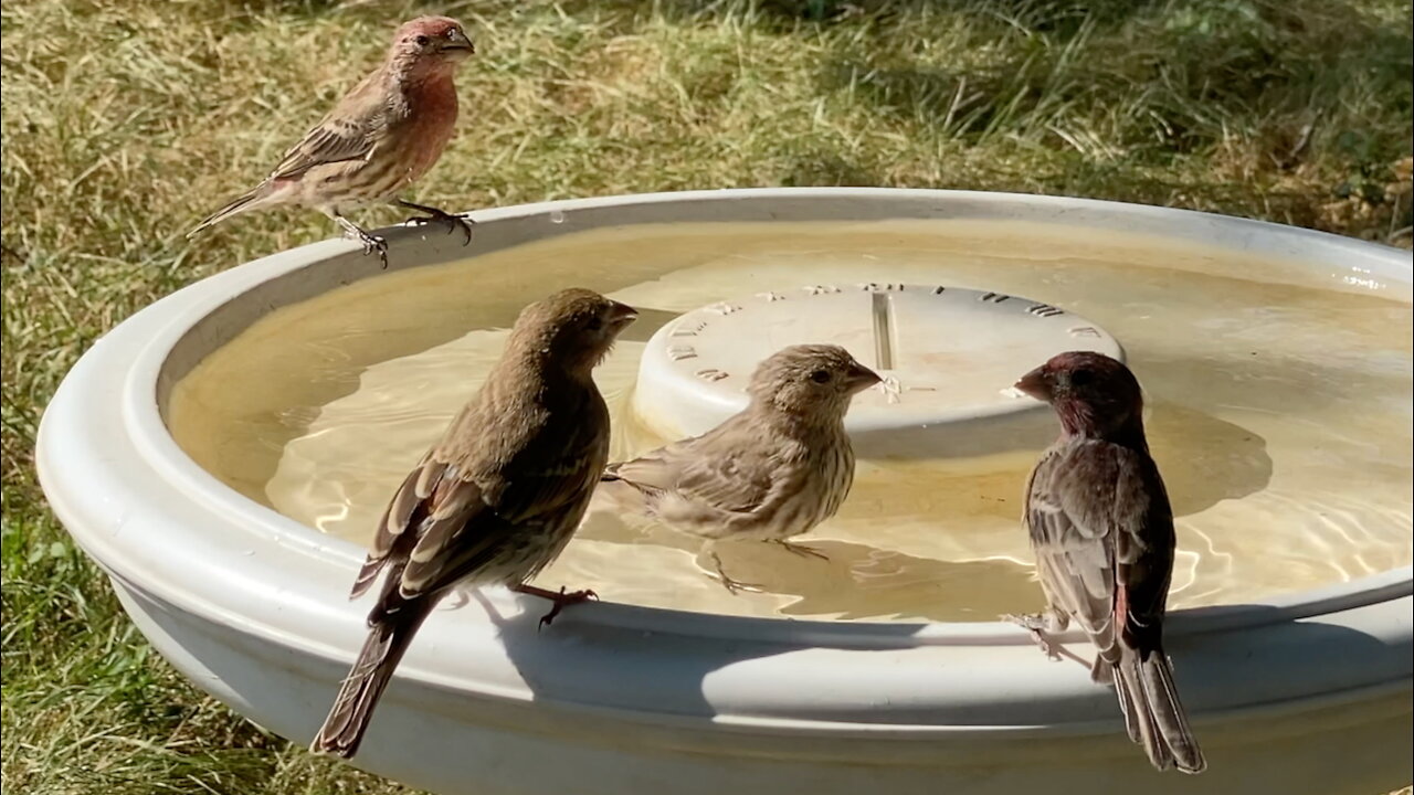 Finches at a Bird Bath