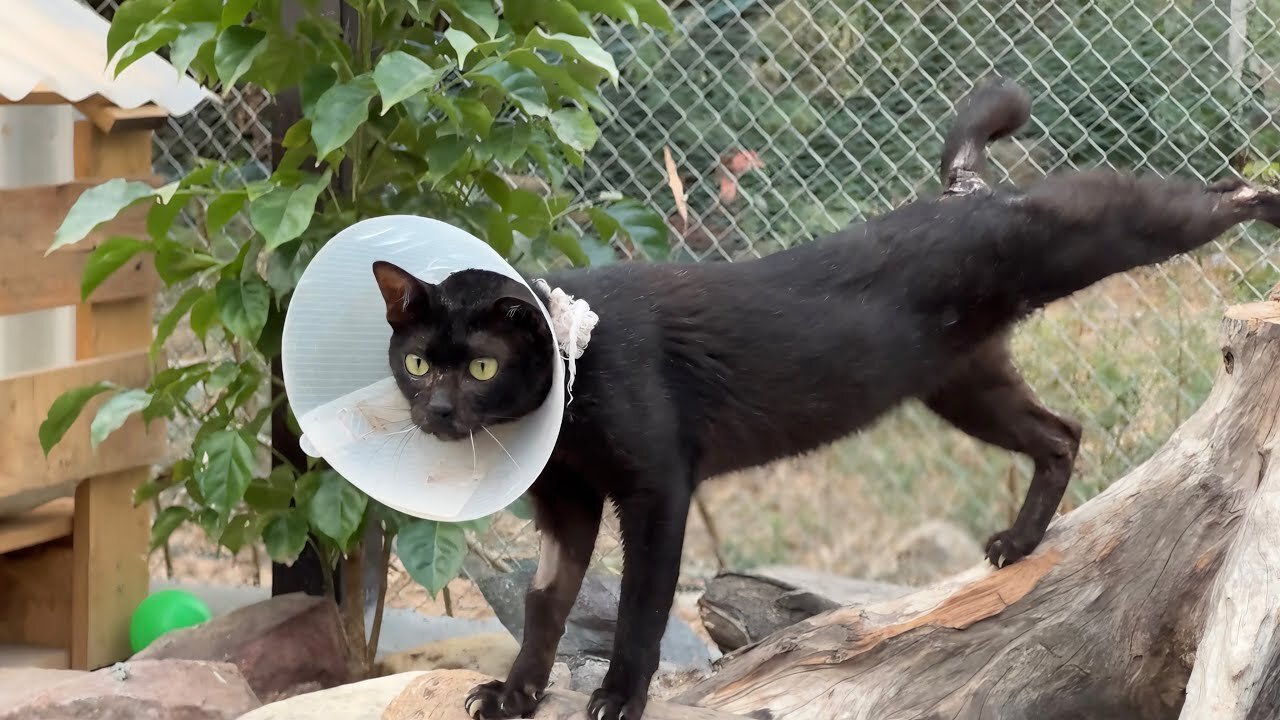 The Black Cat Luna Is A shy cat | The wound on her Tail will 100% Recover soon