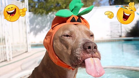 Funny Animals | Compilation 😂 | Non-Stop Laughter Guaranteed! #funny #pets #animals