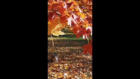 Autumn in the heart of a corgi” 🌰🍂🐾