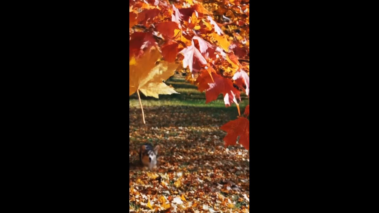 Autumn in the heart of a corgiโ ๐ฐ๐๐พ