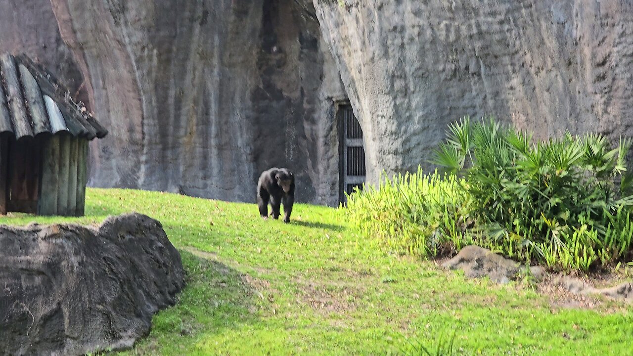 Chimpanzee at Busch Gardens Tampa