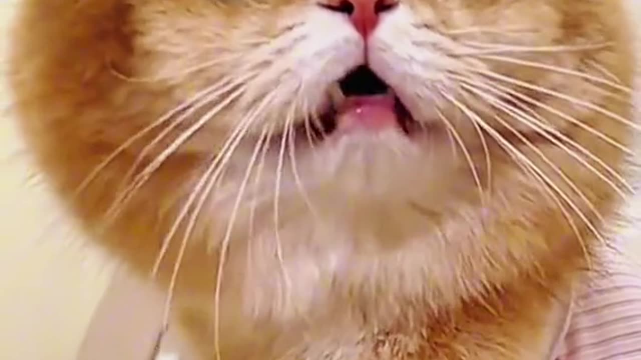 cat crying