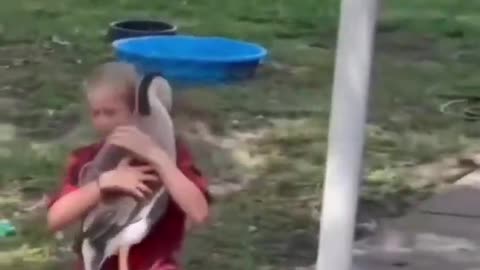 Goose's reaction to seeing its favorite person after 6 weeks..🪿