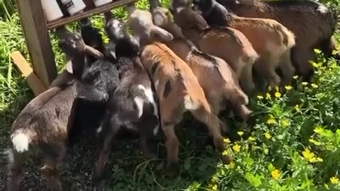 🤯🐐 Goat Kid Milk Replacer: The Most Satisfying DIY! | FeedMyCuriosity