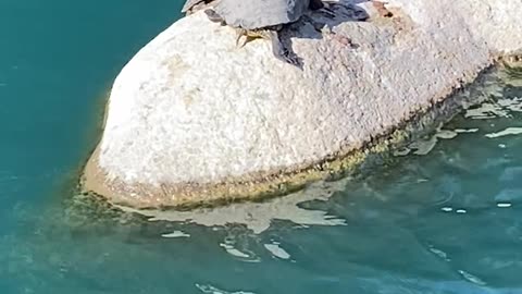 Red-Eared Slider Turtles 🐢 #subscribe #turtles #viral #trending #shorts #redearedslider