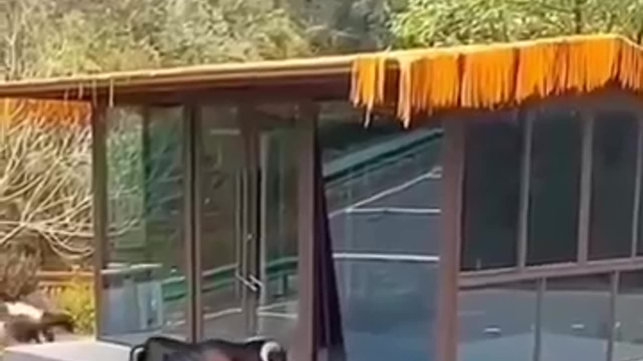 animals