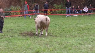 Bjeli Marko od Admira Đ. vs Sultan od Vahida Đerzića Omazići 2025