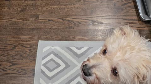 A Cupcake For Berkeley