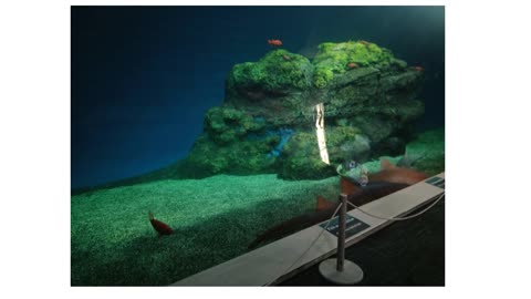 Tacoma Christmas 2025 - Point Defiance Park Zoo & Aquarium Finance Vlog