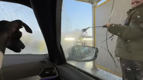 Italian Greyhound Barks At Car Cleaning Hose